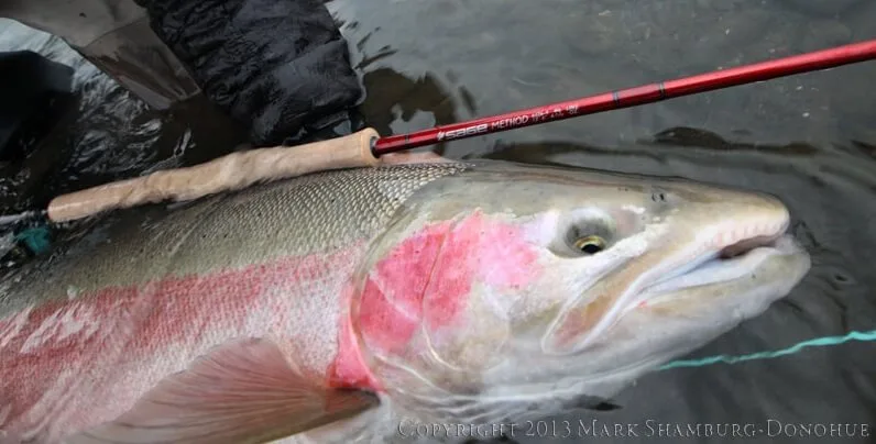 sage method 8126 review featured